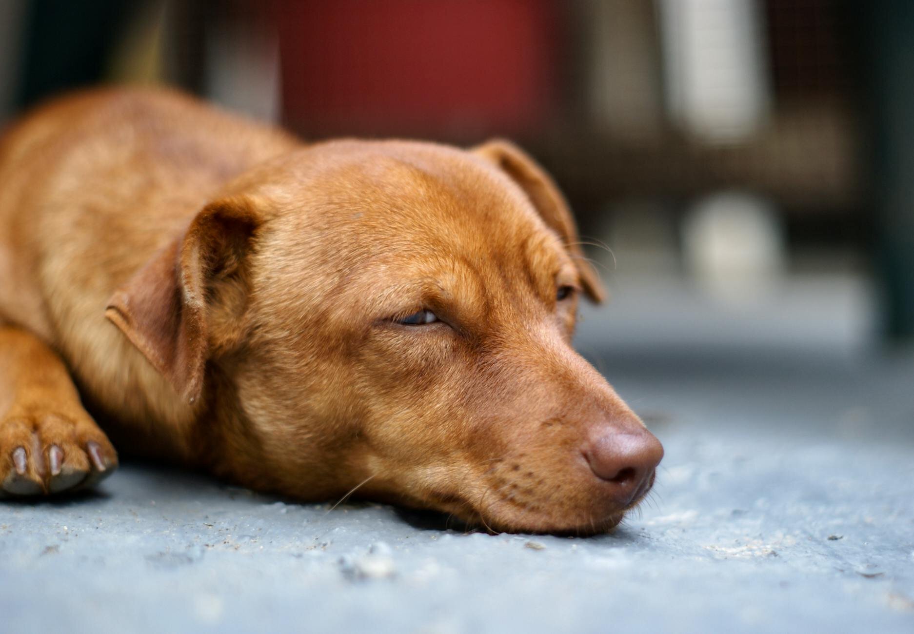 tan coloured dog lying down with eyes mostly closed