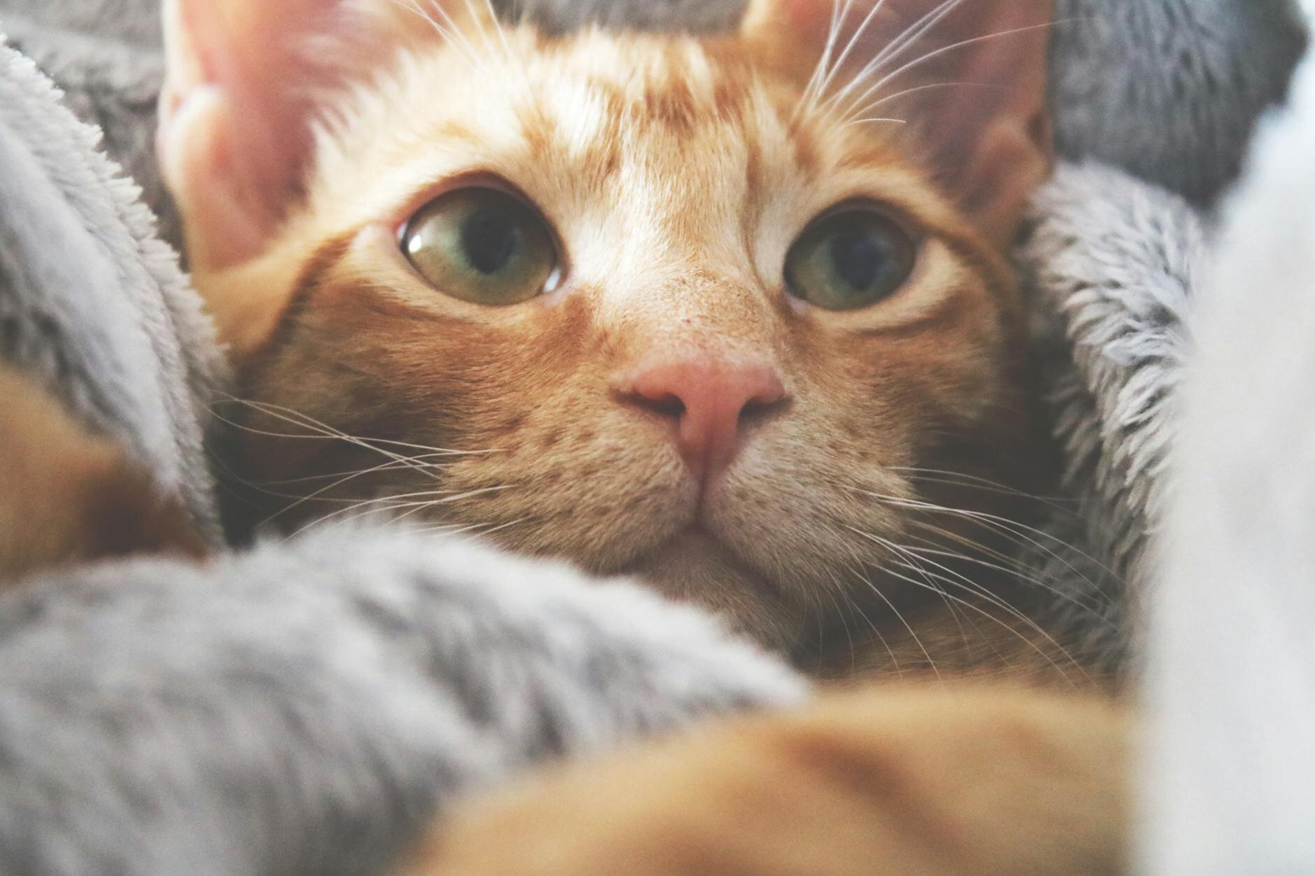 ginger cat in a fluffy blanket