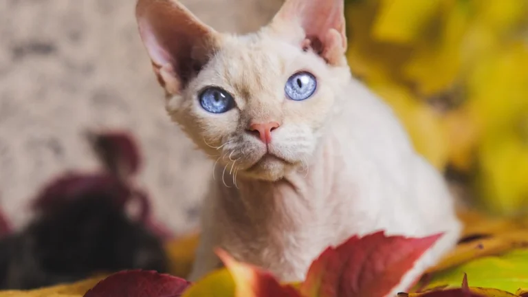 devon rex sitting in autumn leaves