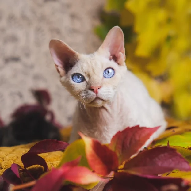 devon rex sitting in autumn leaves