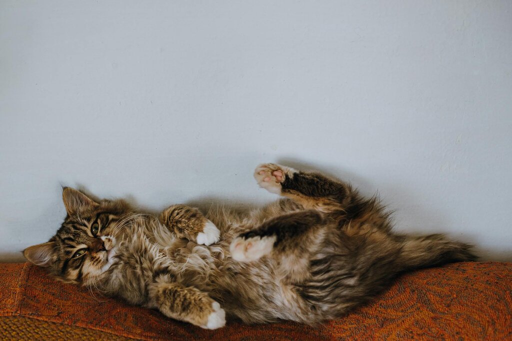 tabby cat lying down