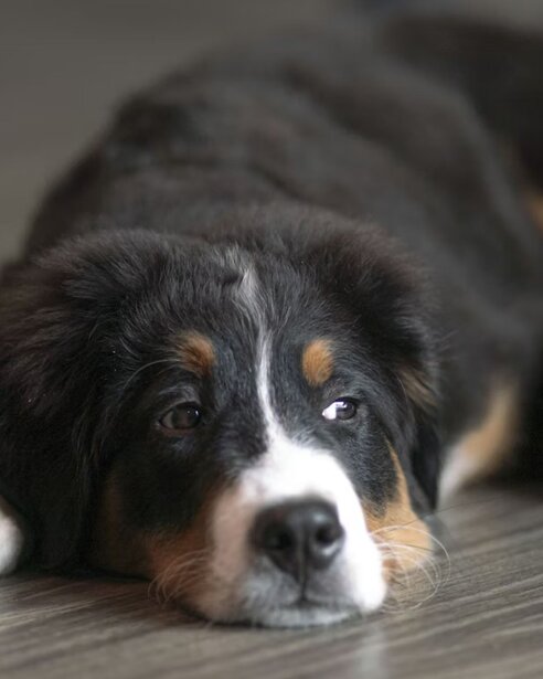 Bernese Mountain Dog puppy lying on floor