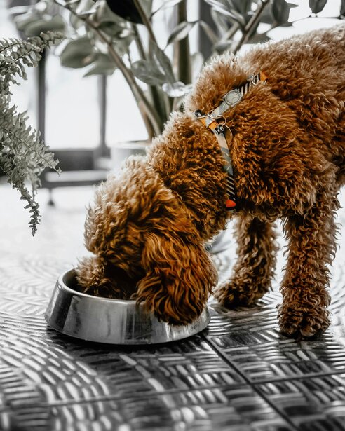labradoodle eating from stainless steel bowl