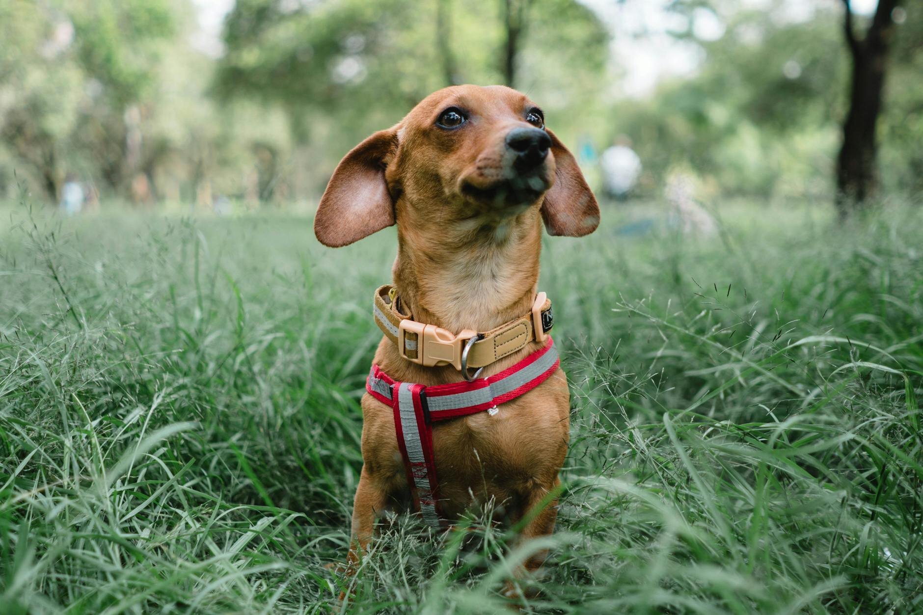 dachshund sitting on grass with harness on