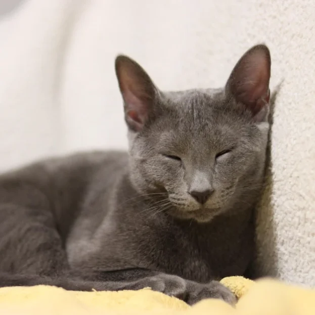 Russian Blue cat resting