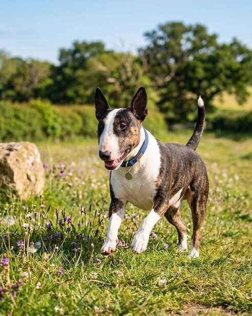 bull-terrier-outdoors