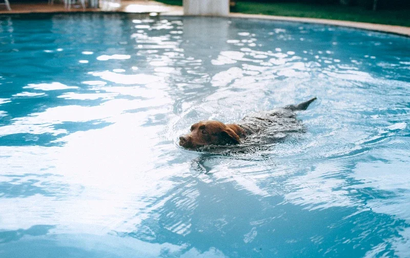 chocolate labrador swimming