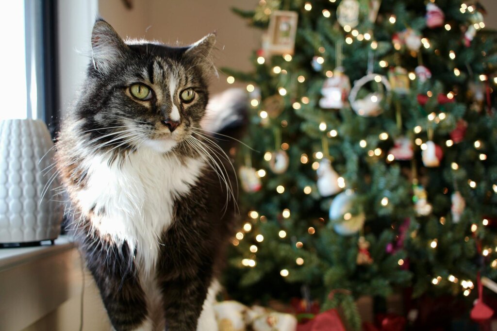 cat standing in front of Christmas tree
