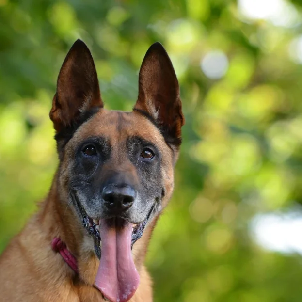 close up of belgian malinois outdoors