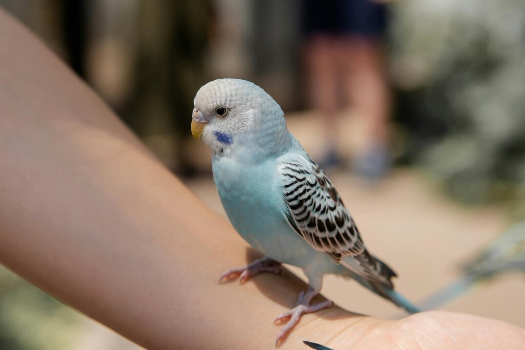 blue budgerigar perching on human arm