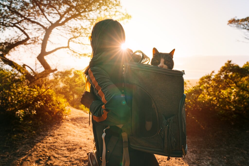 cat in backpack going for walk with owner
