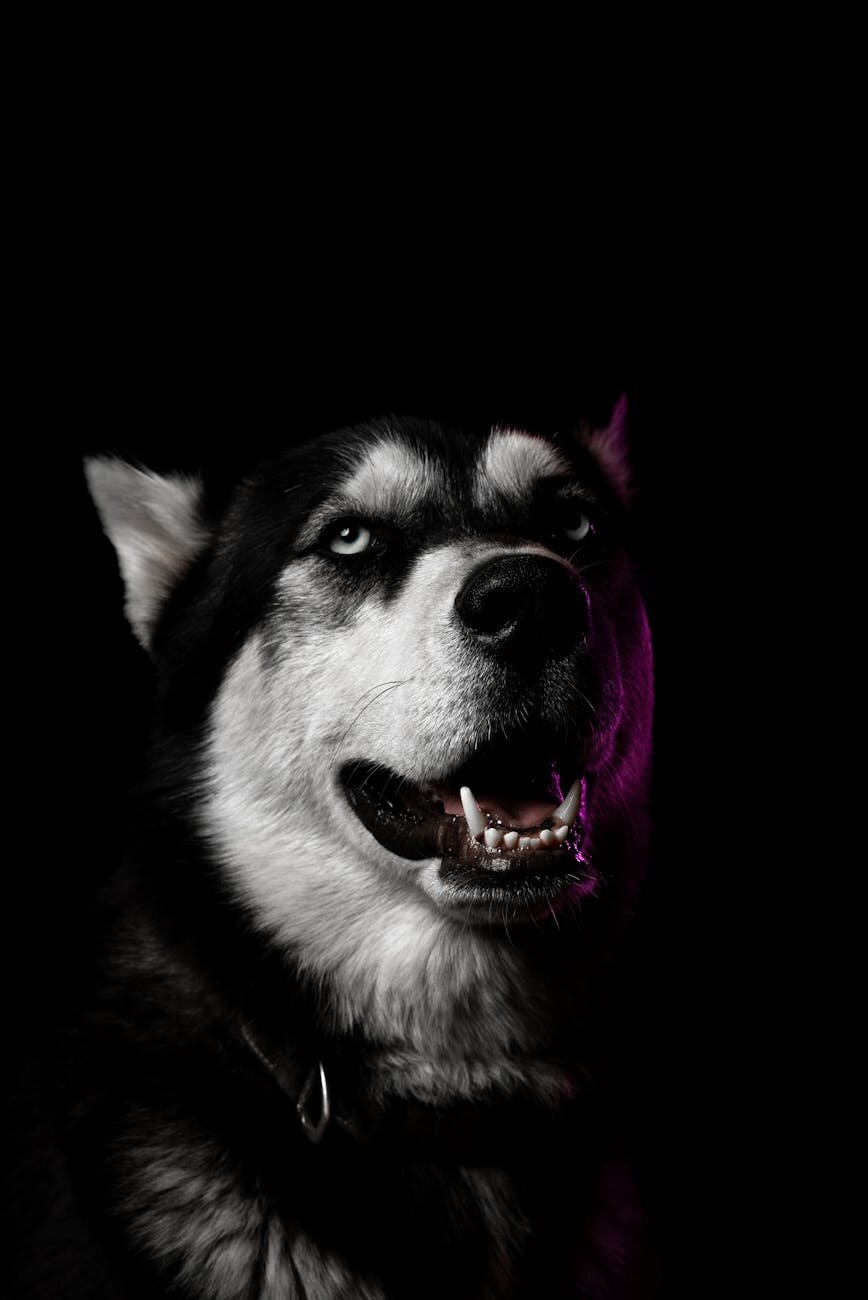 close up of eyes of a husky dog