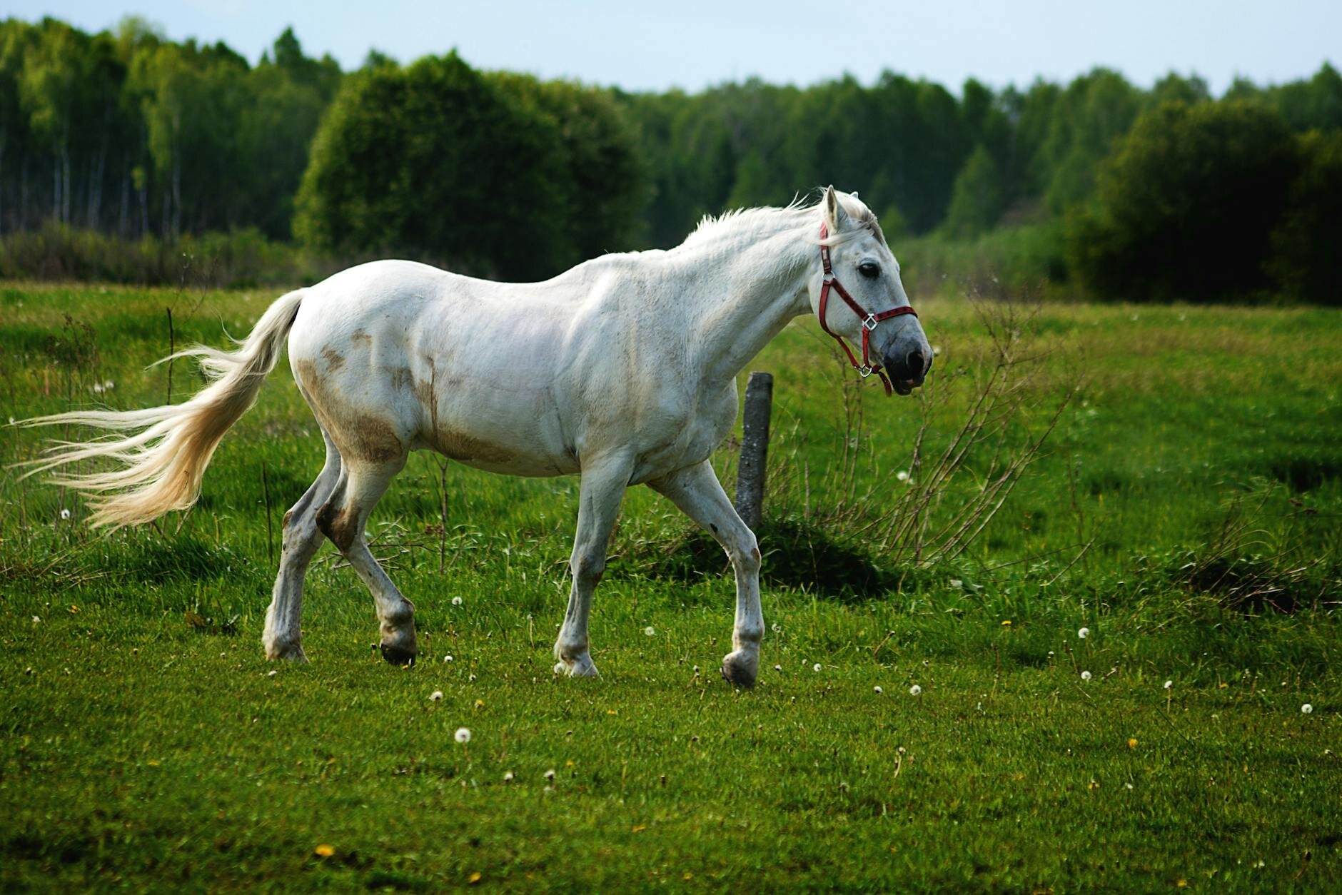 white horse wearing halter in paddock