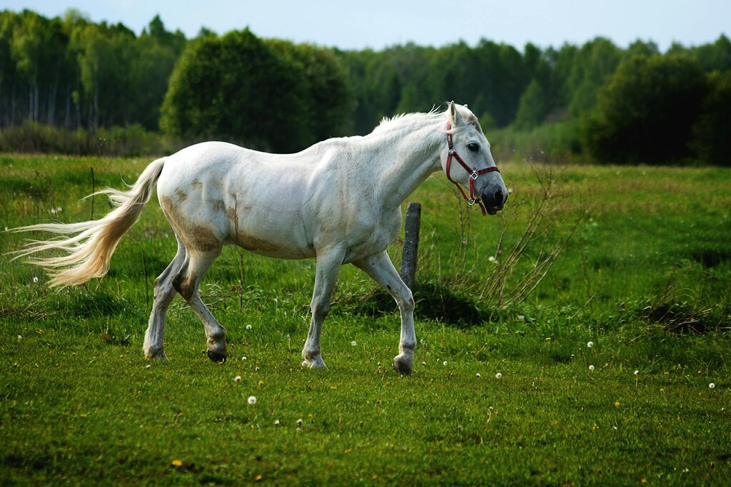white horse wearing halter in paddock