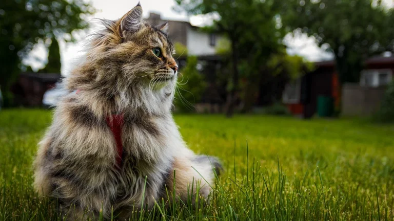 Siberian Cat wearing harness and sitting on grass