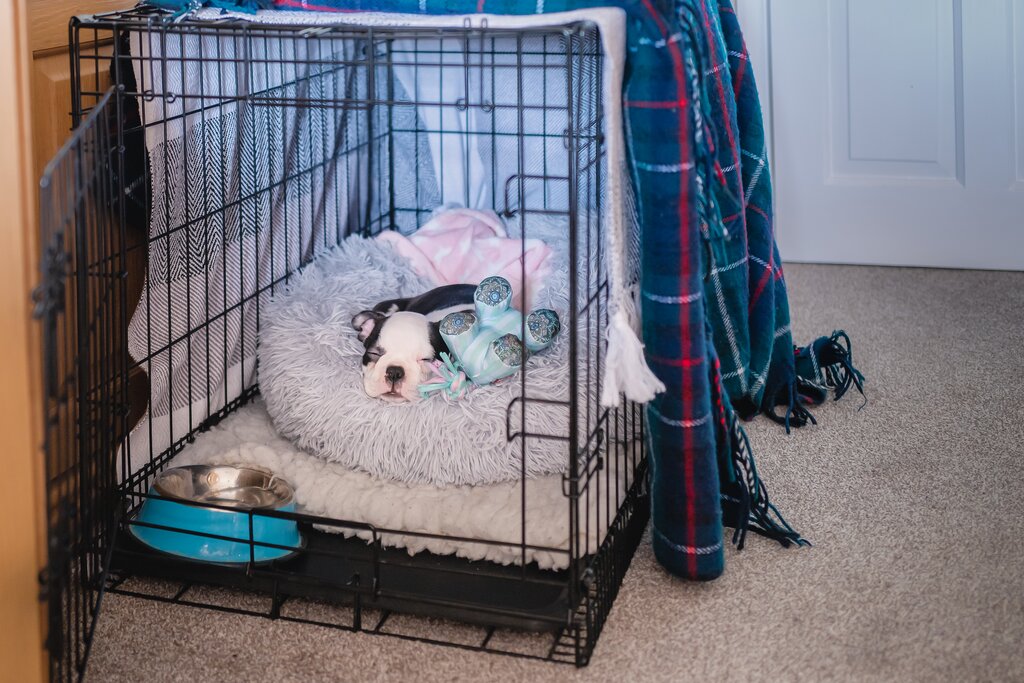puppy sleeping in crate with bed, toy and water bowl