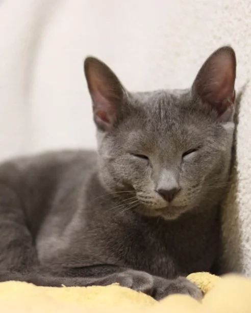 Russian Blue cat resting