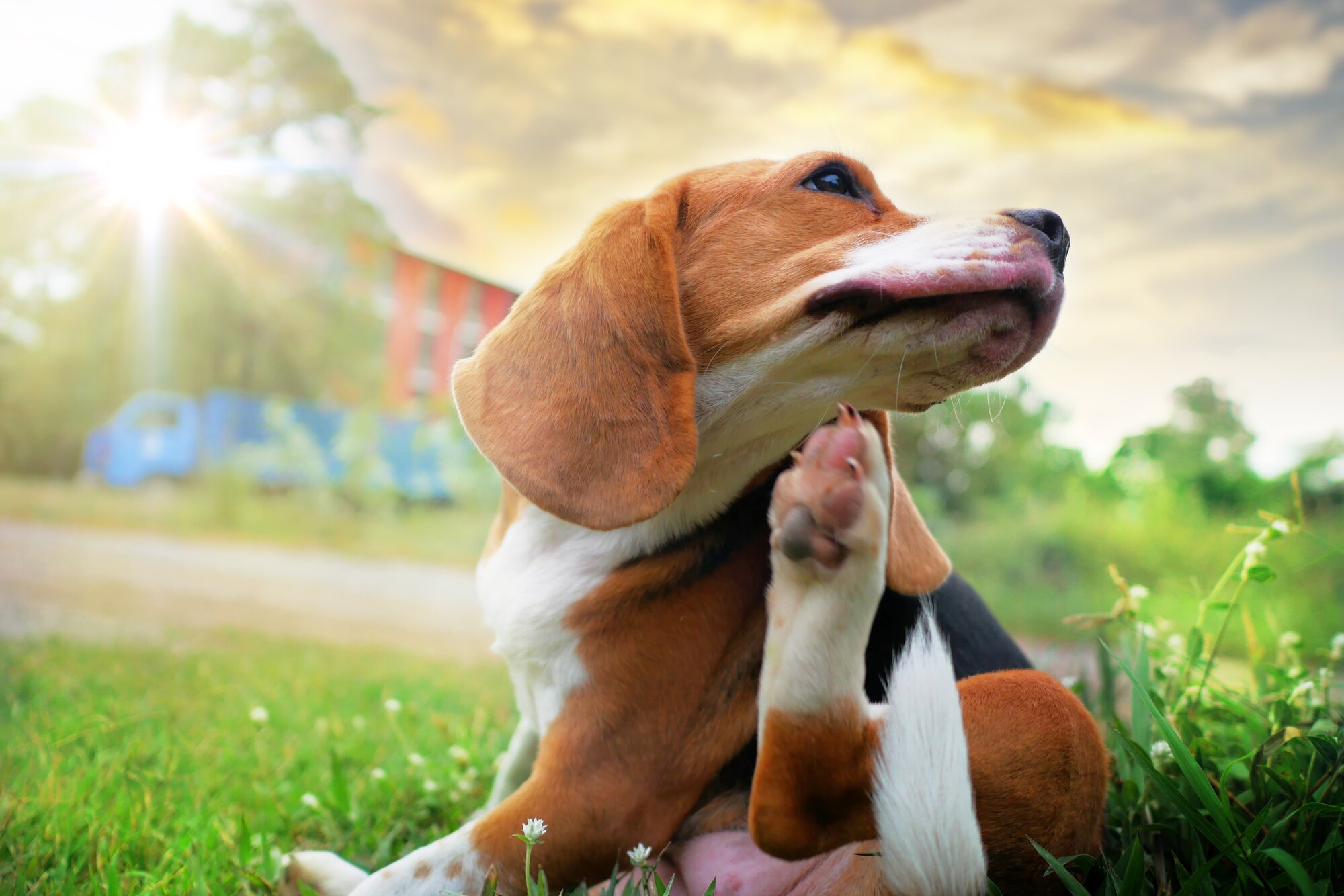 beagle dog scratching 