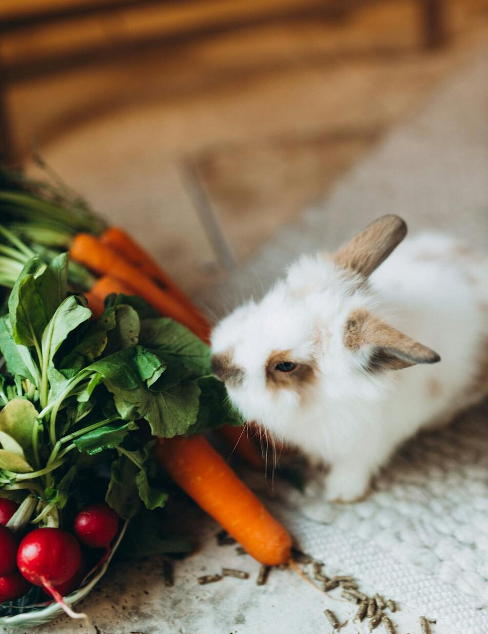 rabbit eating bunches of carrots and radishes