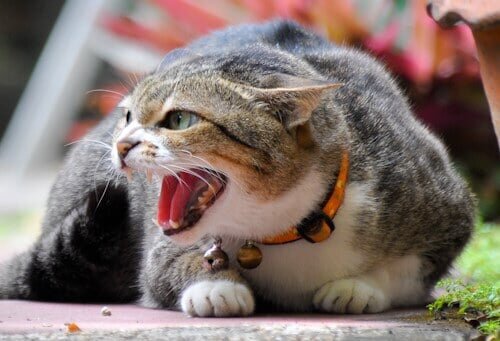 cat showing signs of aggression