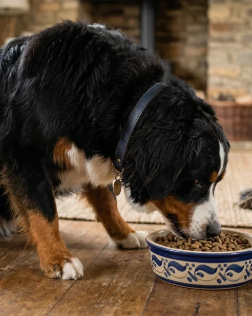 Bernese Mountain Dog eating dry food from bowl