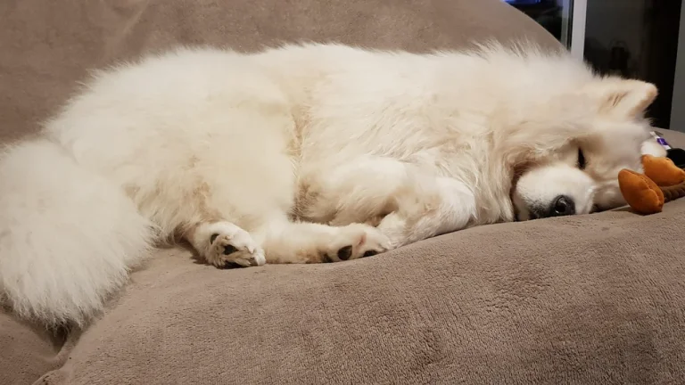 samoyed sleeping on sofa