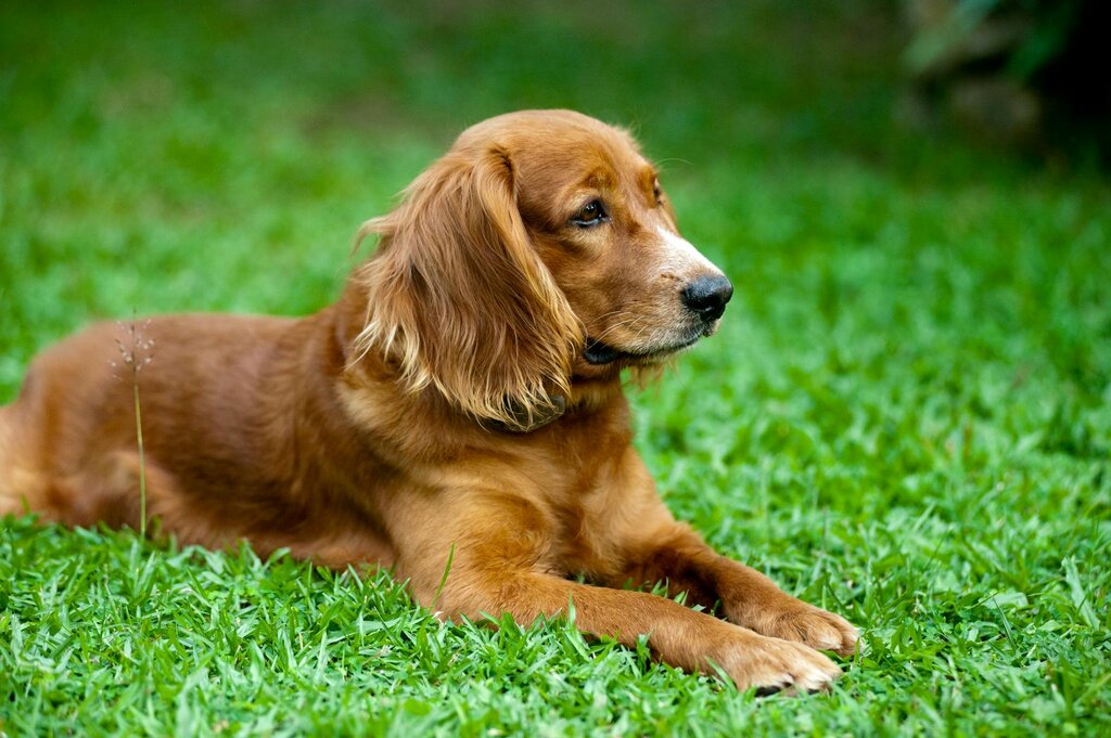 spaniel lying in grass