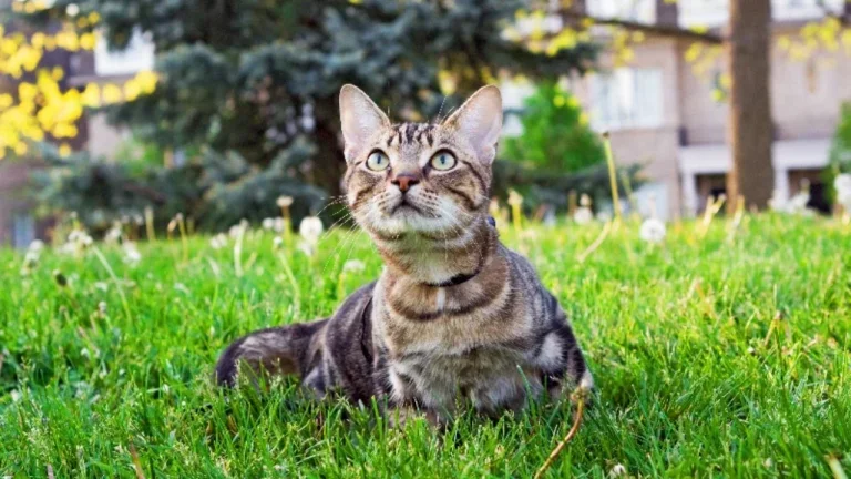 cat laying on grass
