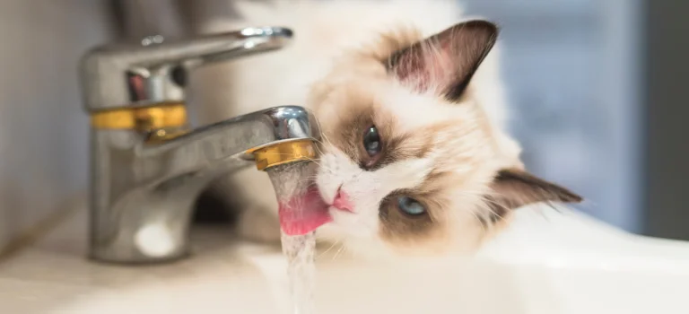 ragdoll drinking water from a tap