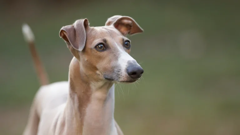 close up of italian greyhound