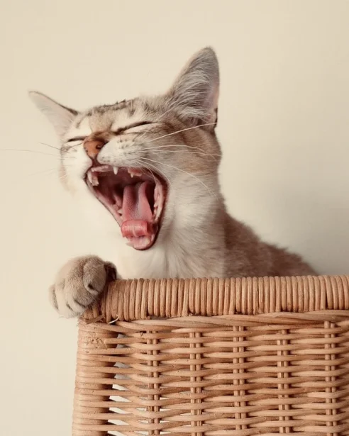 burmilla yawning widely while sitting in basket