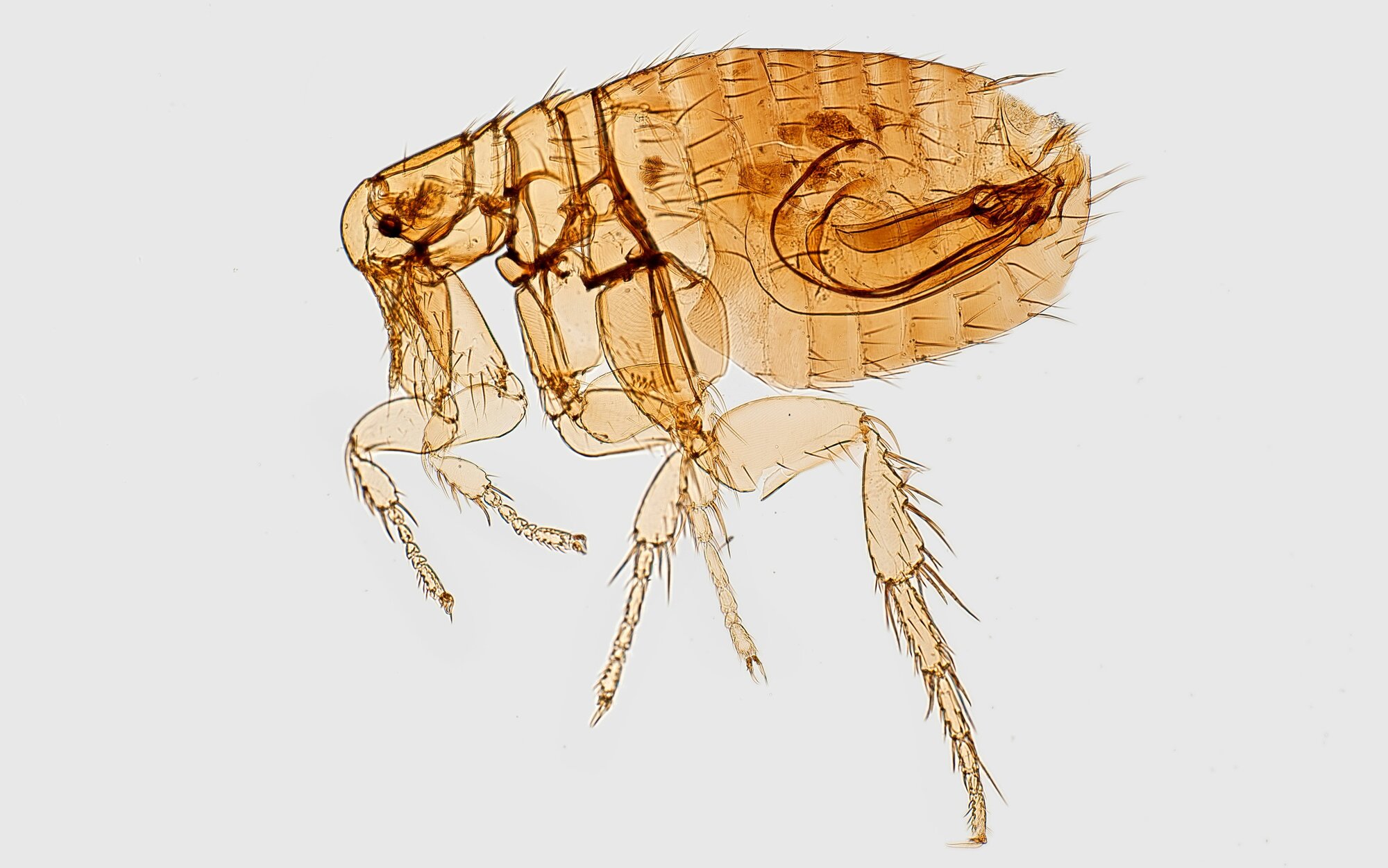 flea under microscope