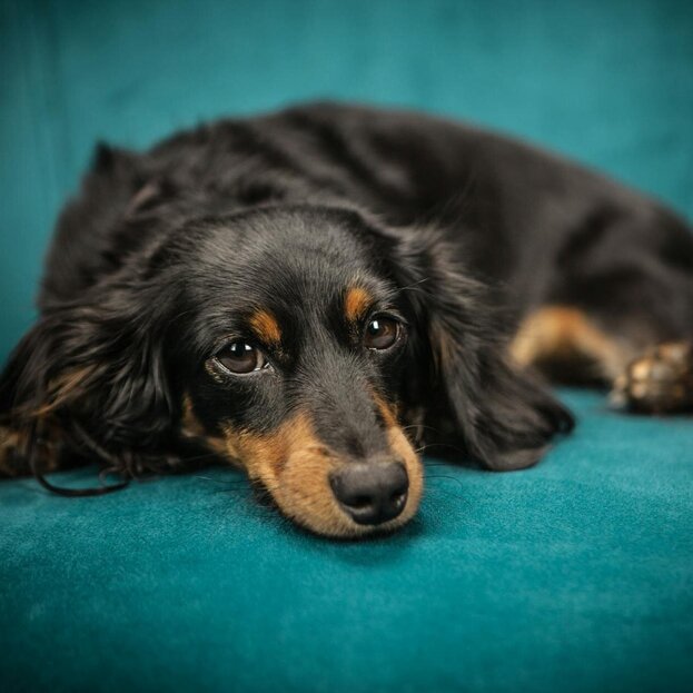black and tan dachshund lying on sofa