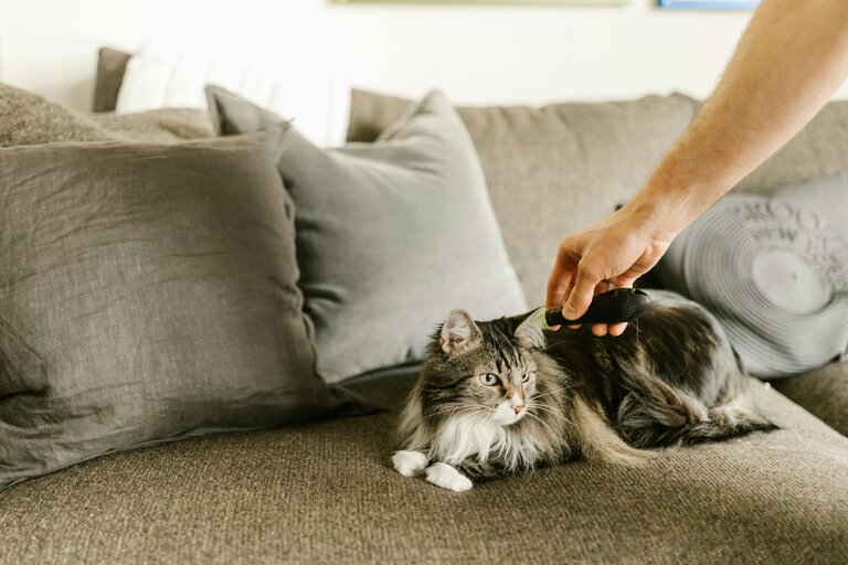 maine coon cat being brushed