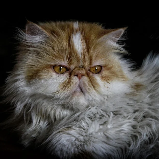 close up of ginger and white persian