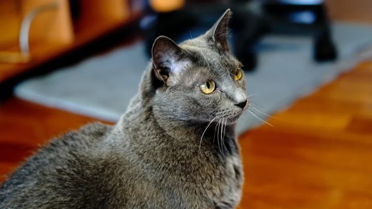 Side profile of Russian Blue cat 