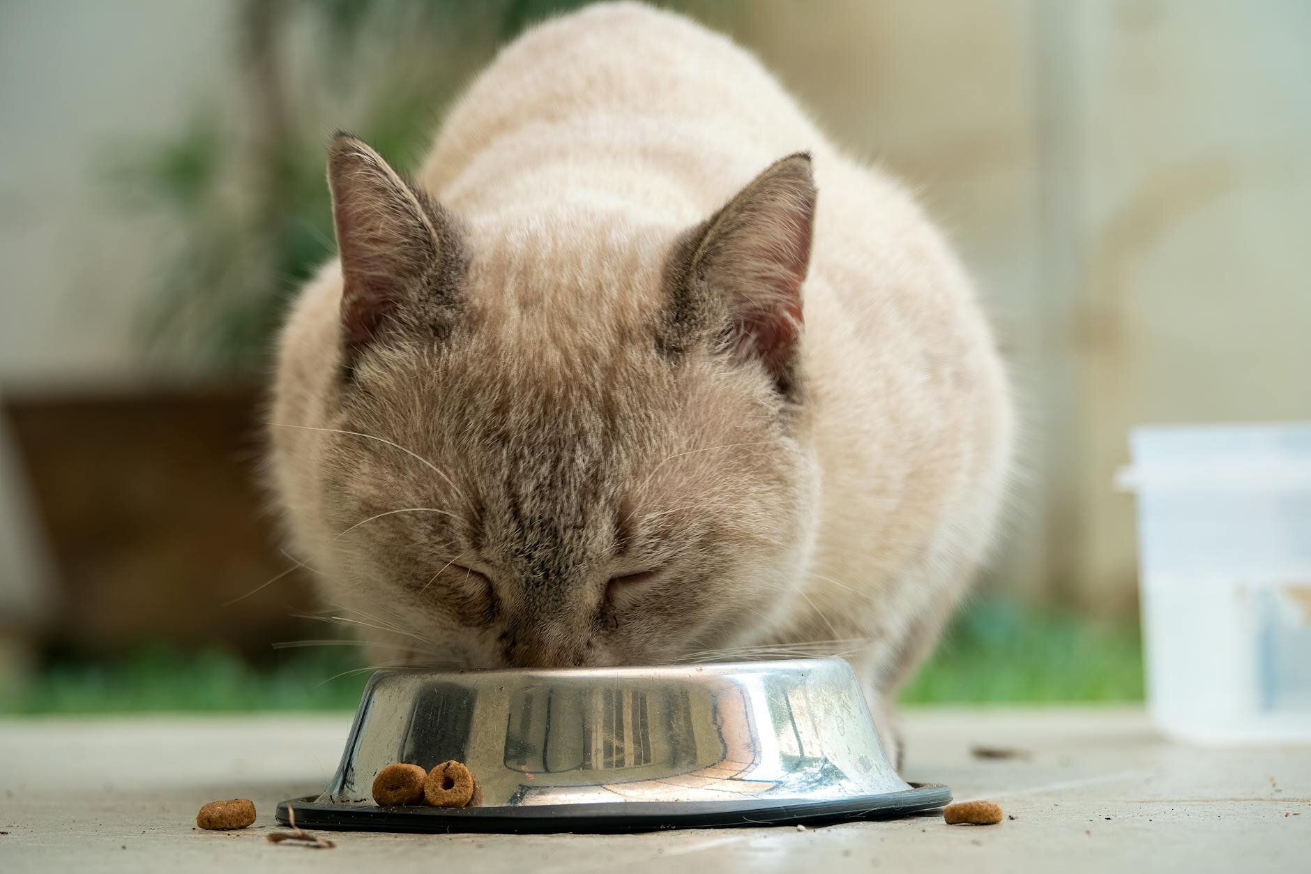 cat eating from stainless steel bowl