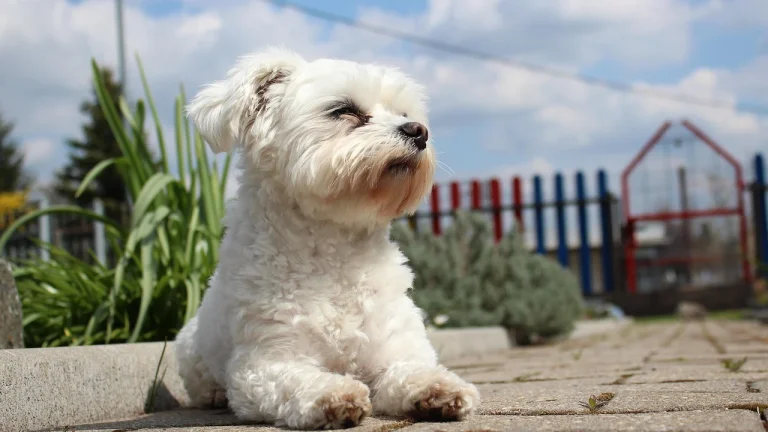 maltese laying in sunshine outdoors