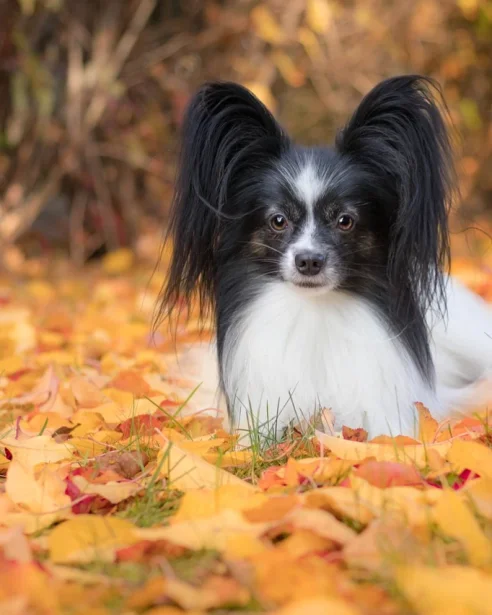 Papillon sitting in autumn leaves