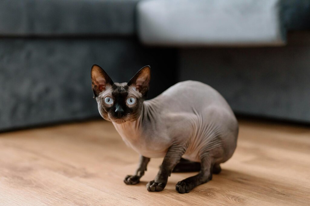 hairless cat