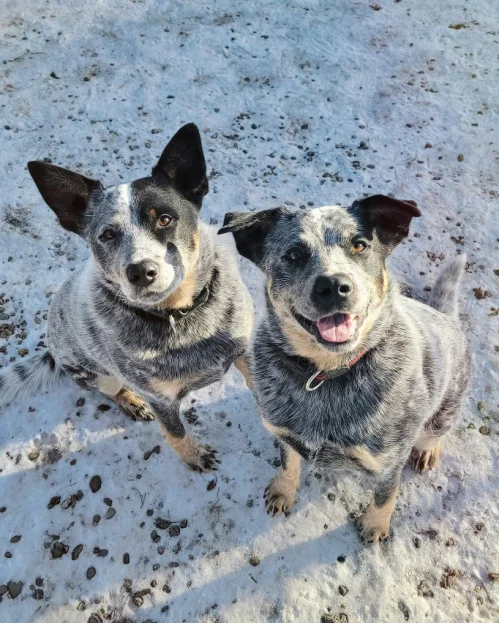 2 cattle dogs looking up at camera