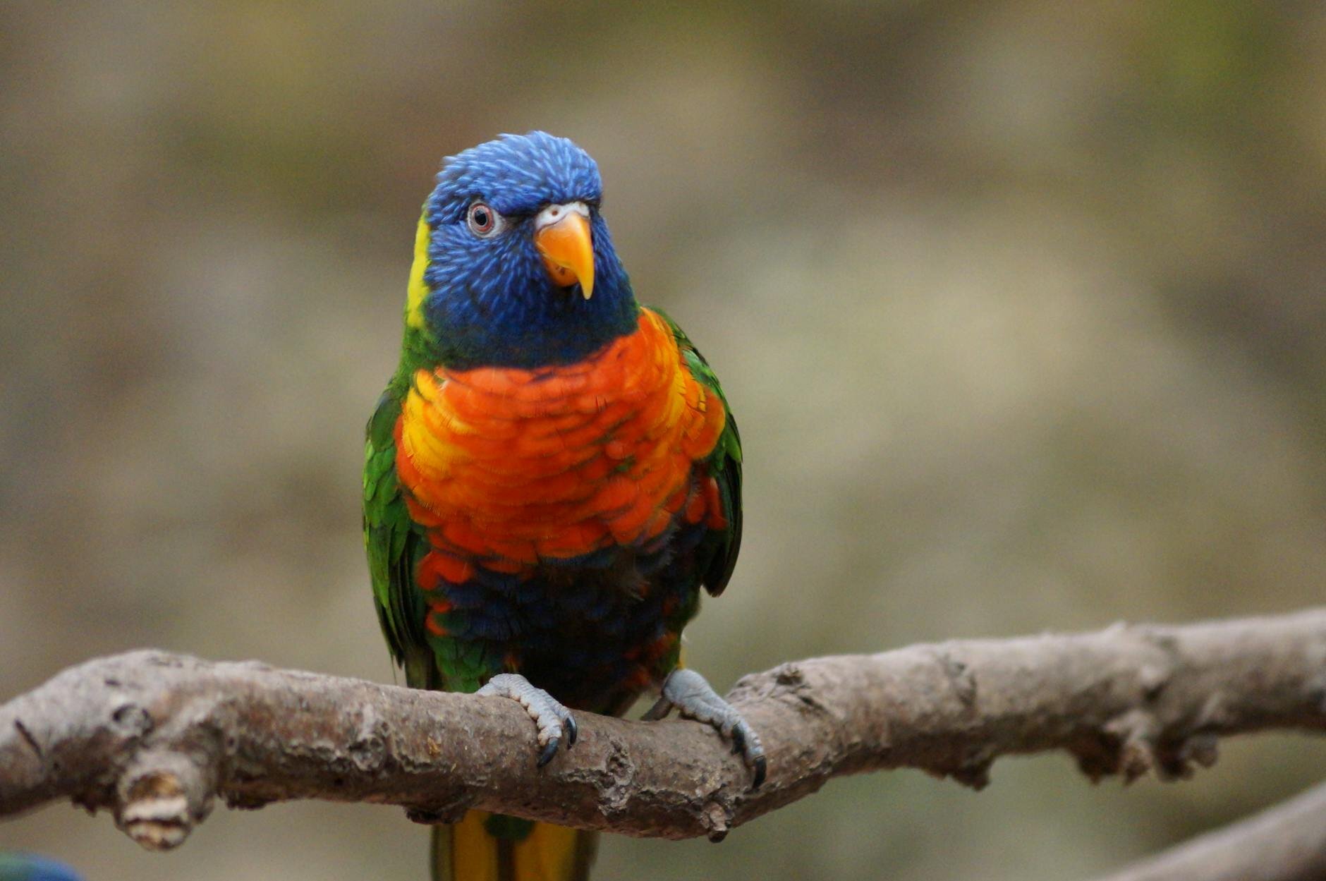 lorikeet perching on branch