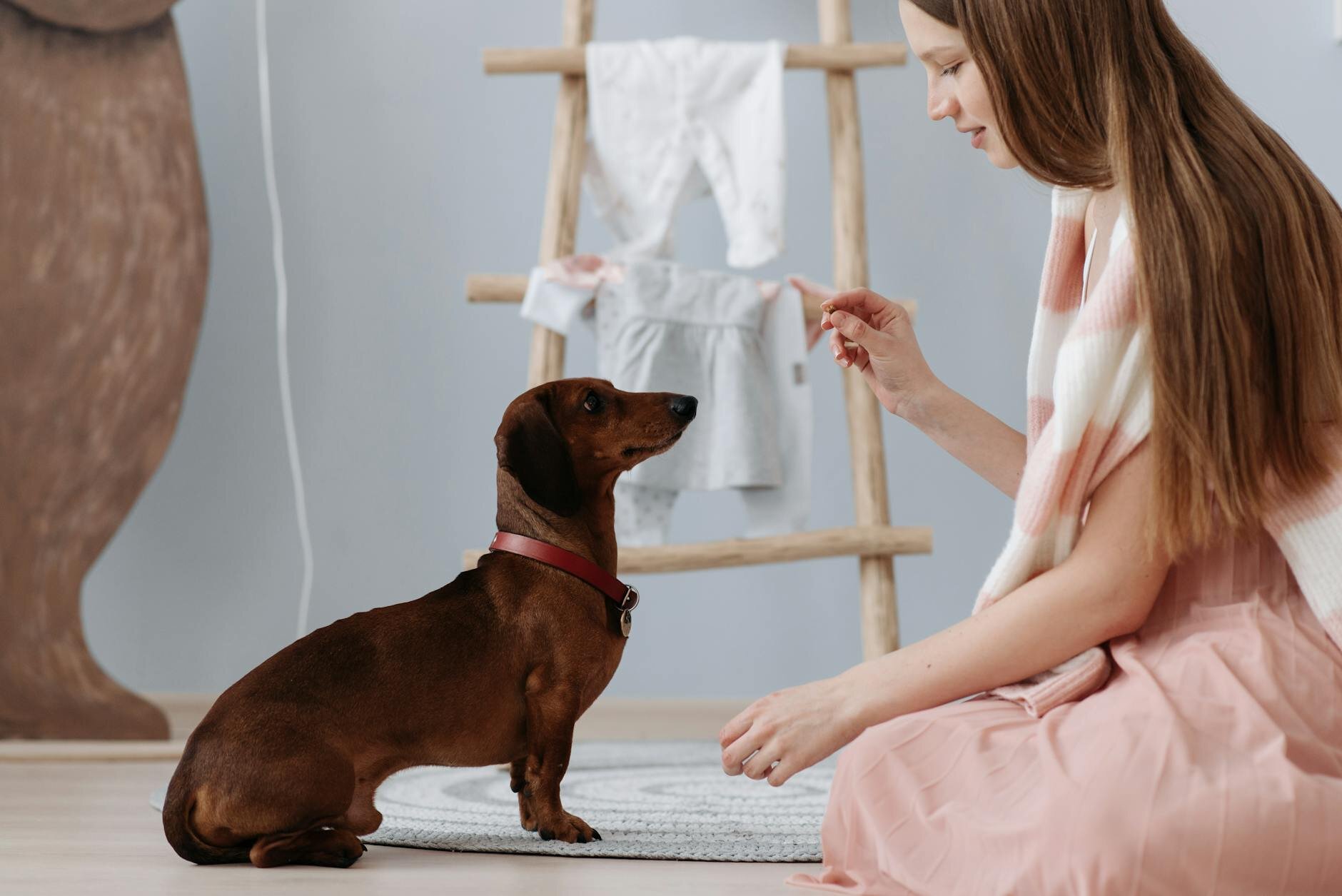 lady giving a Dachshund a treat