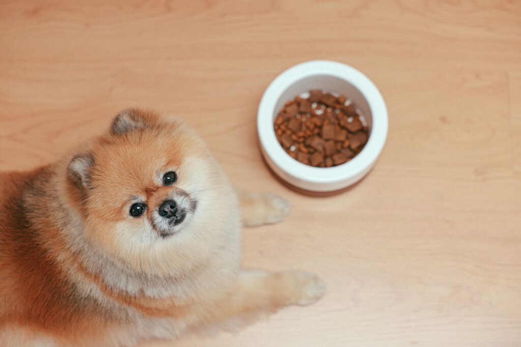 chihuahua looking up at camera with food bowl in background