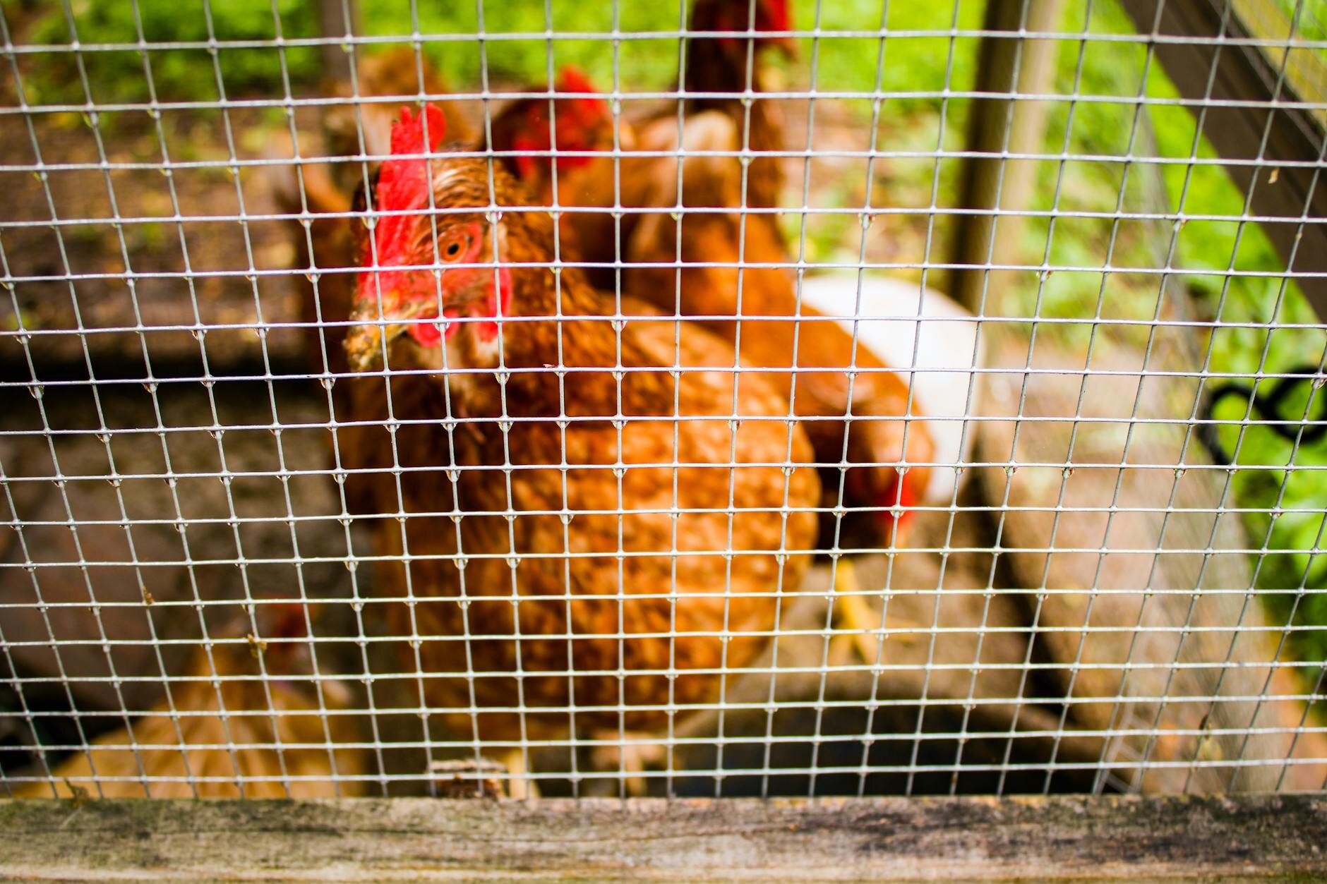 chickens behind mesh