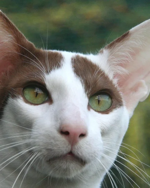 close up of oriental shorthair
