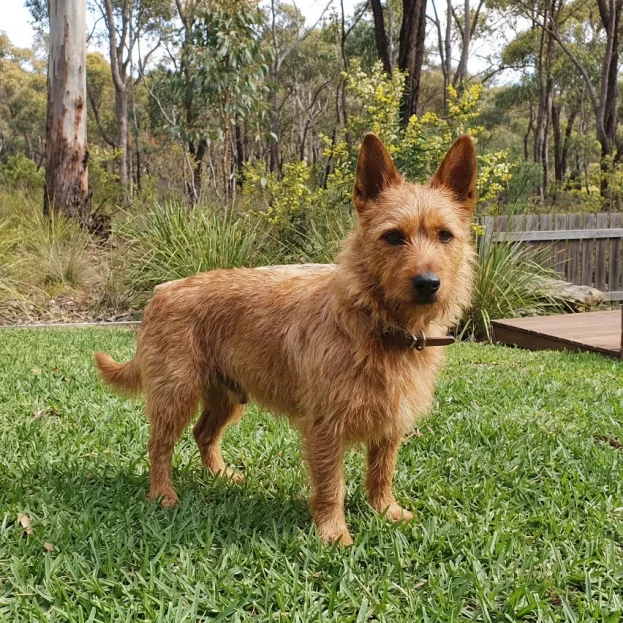 Australian terrier standing on grass in backyard