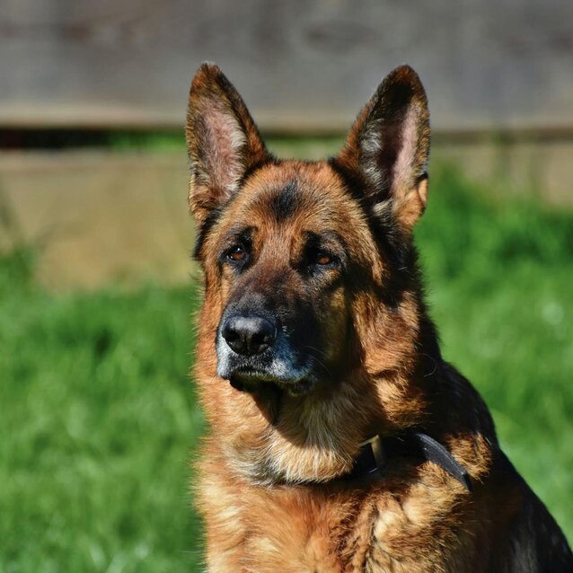 alert german shepherd