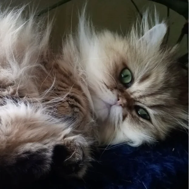 persian cat laying on back