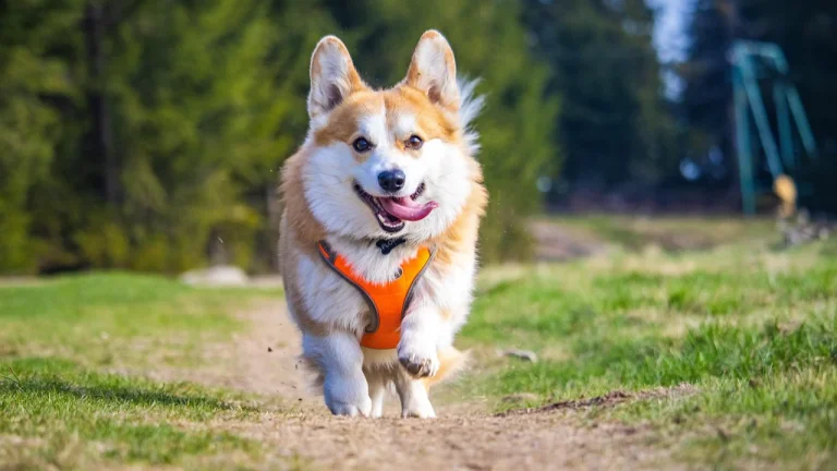 corgi wearing bright orange harness running through park